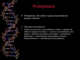 Protoplastos Protoplastos: são células vegetais desprovidas de paredes celulares.   Obtenção de protoplastos: Folhas sem nervuras e com epiderme cortada  -> pedaços de folha em solução enzimática -> retira-se os protoplastos com pipeta -> filtrá-los em peneira com malha -> protoplastos purificados -> determinação de protoplastos intactos (hemacitômetro) -> eletroporação de protoplastos. 