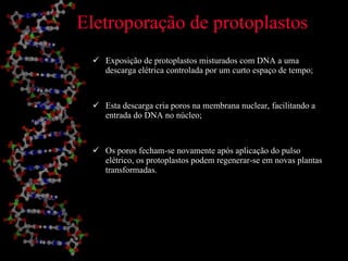 Eletroporação de protoplastos Exposição de protoplastos misturados com DNA a uma descarga elétrica controlada por um curto espaço de tempo; Esta descarga cria poros na membrana nuclear, facilitando a entrada do DNA no núcleo; Os poros fecham-se novamente após aplicação do pulso elétrico, os protoplastos podem regenerar-se em novas plantas transformadas. 