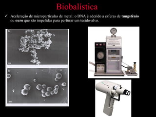 Biobalística   Aceleração de micropartículas de metal: o DNA é aderido a esferas de  tungstênio  ou  ouro  que são impelidas para perfurar um tecido-alvo. 
