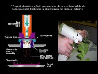 As partículas (micropojéteis) penetram a parede e a membrana celular de maneira não-letal, localizando-se aleatoriamente nas organelas celulares. 