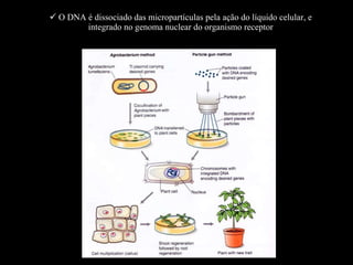 O DNA é dissociado das micropartículas pela ação do líquido celular, e integrado no genoma nuclear do organismo receptor 