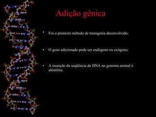 Adição gênica Foi o primeiro método de transgenia desenvolvido;   O gene adicionado pode ser endógeno ou exógeno; A inserção da seqüência de DNA no genoma animal é aleatória; 