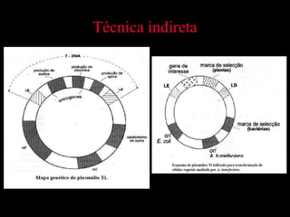 Técnica indireta 
