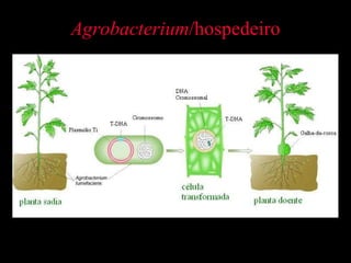 Agrobacterium /hospedeiro 