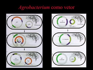 Agrobacterium  como vetor 
