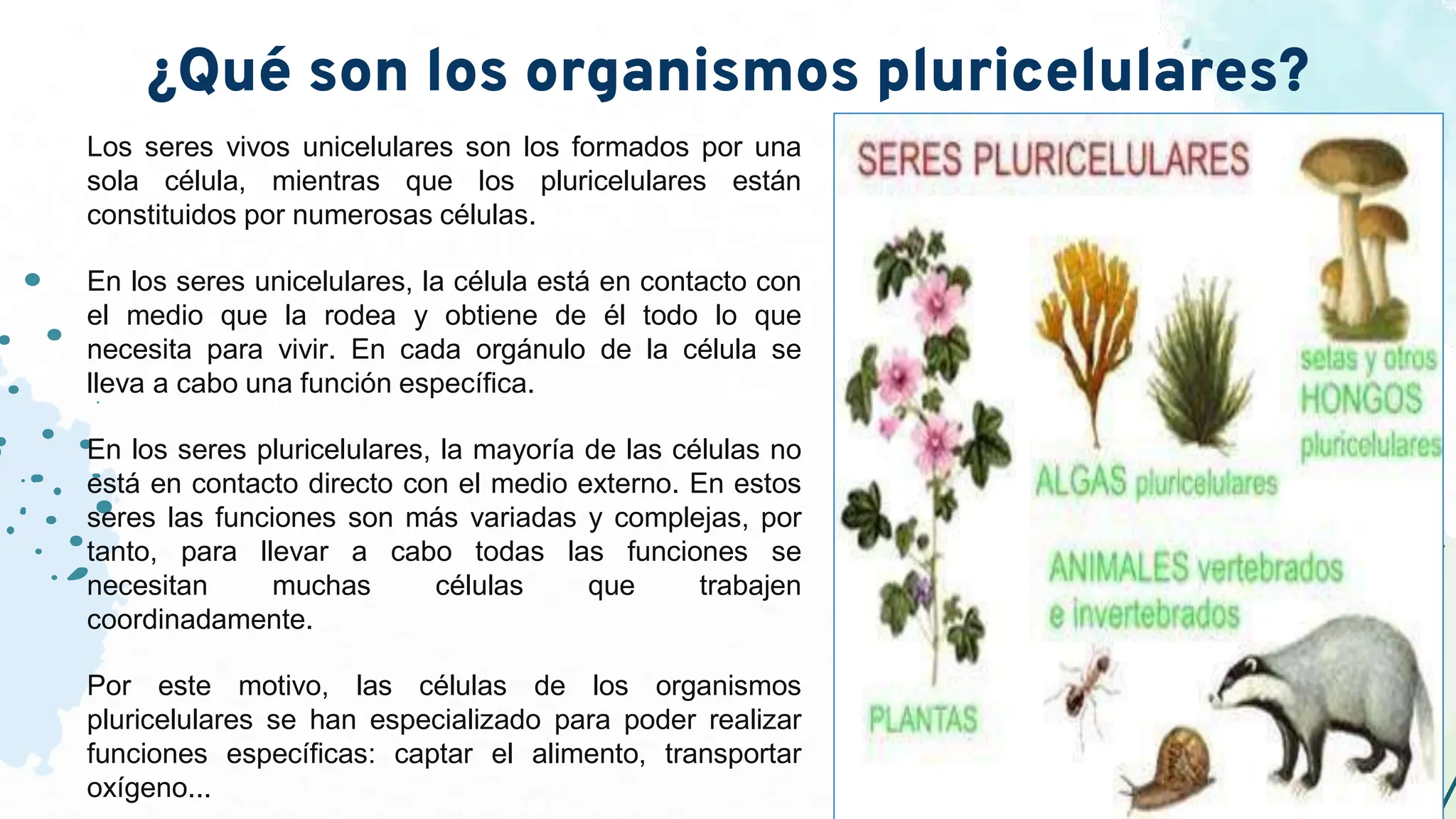 ORGANISMOS PLURICELULARES - 8VO (1).pptx