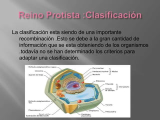 La clasificación esta siendo de una importante
   recombinación .Esto se debe a la gran cantidad de
   información que se esta obteniendo de los organismos
   .todavía no se han determinado los criterios para
   adaptar una clasificación.
 