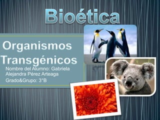 Nombre del Alumno: Gabriela Alejandra Pérez Arteaga Grado&Grupo: 3°B Bioética Organismos  Transgénicos 