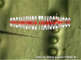 This template is released by OOExtras.org under the LGPL license. The terms of this license are viewable at http://www.ooextras.org/license.txt. Fontwork  XÉNICOS  ORGANISMOS TRANSGÉNICOS   Adrián Otero López/1ºBAC-B   