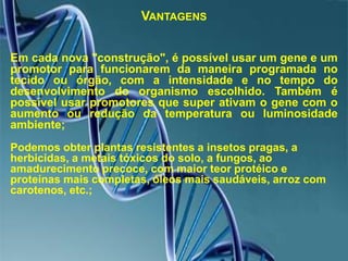 VantagensEm cada nova "construção", é possível usar um gene e um promotor para funcionarem da maneira programada no tecido ou órgão, com a intensidade e no tempo do desenvolvimento do organismo escolhido. Também é possível usar promotores que super ativam o gene com o aumento ou redução da temperatura ou luminosidade ambiente;Podemos obter plantas resistentes a insetos pragas, a herbicidas, a metais tóxicos do solo, a fungos, ao amadurecimento precoce, com maior teor protéico e proteínas mais completas, óleos mais saudáveis, arroz com carotenos, etc.;