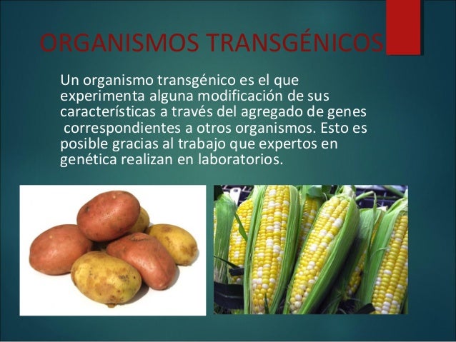 Organismos transgénicos