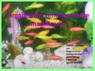 Organismos xeneticamente  modificados Traballo realizado por: Ángel Armesto Rodrigo Bandín Jaime Iglesias Pablo Ledo Ignacio Sánchez 