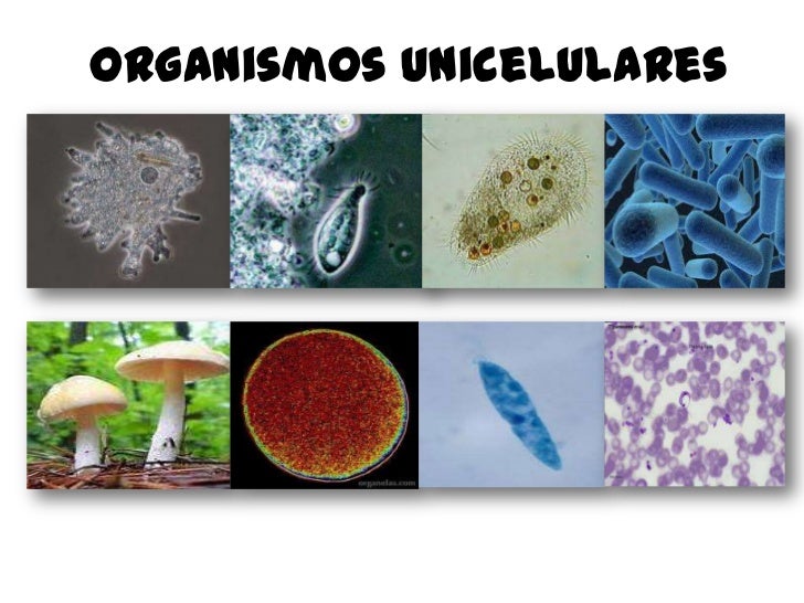 Resultado de imagen para organismos unicelulares