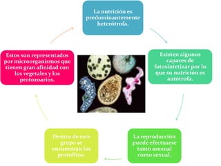 La nutrición es
predominantemente
heterótrofa.
Existen algunos
capaces de
fotosintetizar por lo
que su nutrición es
autótrofa.
La reproducción
puede efectuarse
tanto asexual
como sexual.
Dentro de este
grupo se
encuentran los
protofitos.
Estos son representados
por microorganismos que
tienen gran afinidad con
los vegetales y los
protozoarios.
 