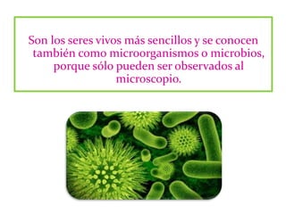 Son los seres vivos más sencillos y se conocen
también como microorganismos o microbios,
porque sólo pueden ser observados al
microscopio.
 