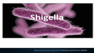 https://en.ppt-online.org/246230 estructura externa de la shigella
 