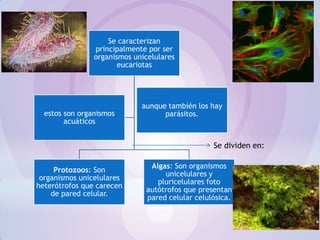 Se caracterizan
principalmente por ser
organismos unicelulares
eucariotas
Protozoos: Son
organismos unicelulares
heterótrofos que carecen
de pared celular.
Algas: Son organismos
unicelulares y
pluricelulares foto
autótrofos que presentan
pared celular celulósica.
estos son organismos
acuáticos
aunque también los hay
parásitos.
Se dividen en:
 