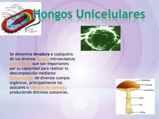 Se denomina levadura a cualquiera
de los diversos hongos microscópicos
unicelulares que son importantes
por su capacidad para realizar la
descomposición mediante
fermentación de diversos cuerpos
orgánicos, principalmente los
azúcares o hidratos de carbono,
produciendo distintas sustancias.
 