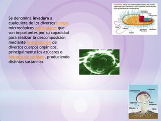 Se denomina levadura a
cualquiera de los diversos hongos
microscópicos unicelulares que
son importantes por su capacidad
para realizar la descomposición
mediante fermentación de
diversos cuerpos orgánicos,
principalmente los azúcares o
hidratos de carbono, produciendo
distintas sustancias.
 