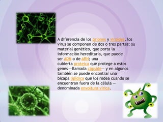 A diferencia de los priones y viroides, los
virus se componen de dos o tres partes: su
material genético, que porta la
información hereditaria, que puede
ser ADN o de ARN; una
cubierta proteica que protege a estos
genes —llamada cápside— y en algunos
también se puede encontrar una
bicapa lipídica que los rodea cuando se
encuentran fuera de la célula —
denominada envoltura vírica.
 