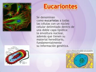 Eucariontes
Se denominan
como eucariotas a todas
las células con un núcleo
celular delimitado dentro de
una doble capa lipídica:
la envoltura nuclear,
además que tienen su
material hereditario,
fundamentalmente
su información genética.
 