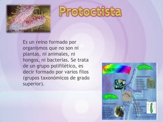 Es un reino formado por
organismos que no son ni
plantas, ni animales, ni
hongos, ni bacterias. Se trata
de un grupo polifilético, es
decir formado por varios filos
(grupos taxonómicos de grado
superior).
 