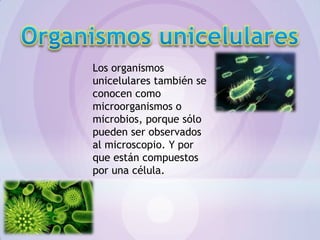 Organismos unicelulares 