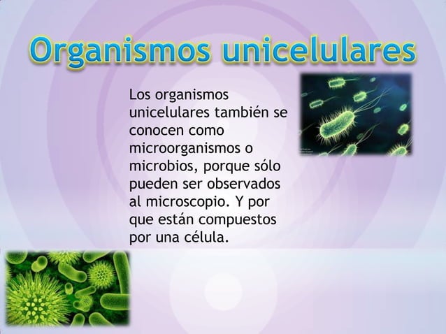 Organismos Unicelulares 11