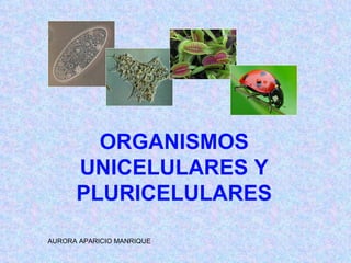 ORGANISMOS UNICELULARES Y PLURICELULARES AURORA APARICIO MANRIQUE 