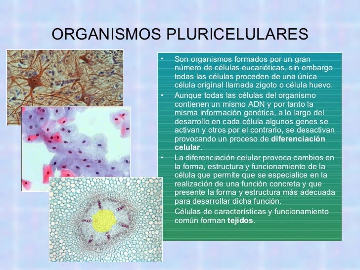 Organismos unicelulares y pluricelulares Organismos unicelulares y pluricelulares