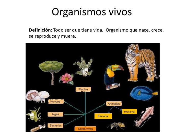 Organismo: Qué Es, Definición, Concepto Y Tipos – XLWRR