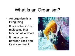What is an Organism? ,[object Object],[object Object],[object Object]