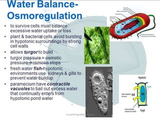 muralishingri@gmail.com
 