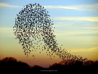 muralishingri@gmail.com
 