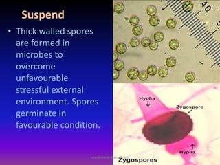 Suspend
• Thick walled spores
are formed in
microbes to
overcome
unfavourable
stressful external
environment. Spores
germinate in
favourable condition.
muralishingri@gmail.com
 
