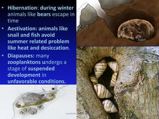 • Hibernation: during winter
animals like bears escape in
time
• Aestivation: animals like
snail and fish avoid
summer related problem
like heat and desiccation.
• Diapauses: many
zooplanktons undergo a
stage of suspended
development in
unfavorable conditions.
muralishingri@gmail.com
 