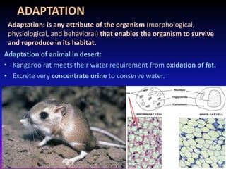 ADAPTATION
Adaptation of animal in desert:
• Kangaroo rat meets their water requirement from oxidation of fat.
• Excrete very concentrate urine to conserve water.
Adaptation: is any attribute of the organism (morphological,
physiological, and behavioral) that enables the organism to survive
and reproduce in its habitat.
muralishingri@gmail.com
 