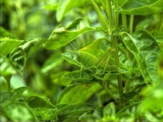 Defense developed by prey against predators
Animals:
• Insects and frogs are
cryptically coloured
(camouflaged) to avoid being
detected by the predator.
• Some are poisonous and
therefore avoided by the
predators.
• Monarch butterfly is highly
distasteful to its predator
(bird) due to presence of
special chemical it its body.
The chemical acquired by
feeding a poisonous weed
during caterpillar stage.
muralishingri@gmail.com
 