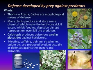 Plants:
• Thorns in Acacia, Cactus are morphological
means of defense.
• Many plants produce and store some
chemical which make the herbivore sick if
eaten, inhibit feeding, digestion disrupt
reproduction, even kill the predators.
• Calotropis produces poisonous cardiac
glycosides against herbivores.
• Nicotine, caffeine, quinine, strychnine,
opium etc. are produced by plant actually
as defenses against the grazers and
browsers.
Defense developed by prey against predators
muralishingri@gmail.com
 