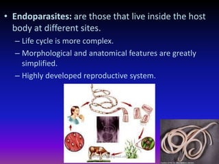 • Endoparasites: are those that live inside the host
body at different sites.
– Life cycle is more complex.
– Morphological and anatomical features are greatly
simplified.
– Highly developed reproductive system.
muralishingri@gmail.com
 