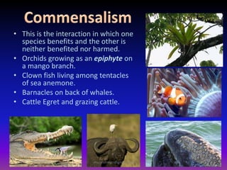 • This is the interaction in which one
species benefits and the other is
neither benefited nor harmed.
• Orchids growing as an epiphyte on
a mango branch.
• Clown fish living among tentacles
of sea anemone.
• Barnacles on back of whales.
• Cattle Egret and grazing cattle.
muralishingri@gmail.com
 