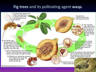 Fig trees and its pollinating agent wasp.
muralishingri@gmail.com
 