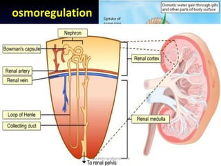 osmoregulation
muralishingri@gmail.com
 