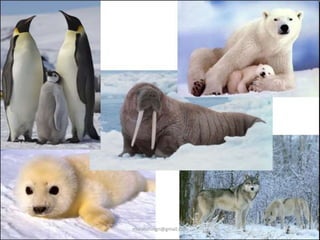 muralishingri@gmail.com
 