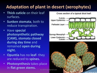 Adaptation of plant in desert (xerophytes)
• Thick cuticle on their leaf
surfaces.
• Sunken stomata, both to
reduce transpiration.
• Have special
photosynthetic pathway
(CAM), stomata closed
during day time and
remained open during
night.
• Opuntia has no leaf- they
are reduced to spines.
• Photosynthesis takes place
in flat green stems. muralishingri@gmail.com
 