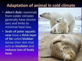 Adaptation of animal in cold climate
• Allen’s Rule: mammals
from colder climates
generally have shorter
ears and limbs to
minimize heat loss.
• Seals of polar aquatic
seas have a thick layer
of fat called blubber
below their skin that
acts as insulator and
reduces loss of body
heat.
muralishingri@gmail.com
 