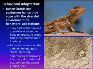 Behavioral adaptation:
• Desert lizards are
conformer hence they
cope with the stressful
environment by
behavioral adaptations:
– They bask in the sun and
absorb heat when their
body temperature drops
below the comfort zone
in winter.
– Move to shade when the
ambient temperature
starts increasing.
– Some species burrowing
into the soil to hide and
escape from the above-
ground heat. muralishingri@gmail.com
 