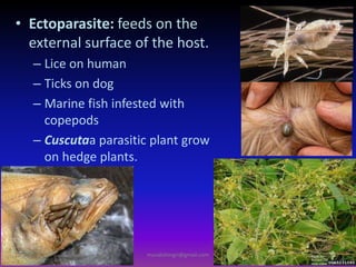 • Ectoparasite: feeds on the
external surface of the host.
– Lice on human
– Ticks on dog
– Marine fish infested with
copepods
– Cuscutaa parasitic plant grow
on hedge plants.
muralishingri@gmail.com
 