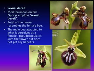 • Sexual deceit
• Mediterranean orchid
Ophrys employs ‘sexual
deceit’.
• Petal of the flower
resembles the female bee.
• The male bee attracted to
what it perceives as a
female, ‘pseudocopulates’
with the flower but does
not get any benefits.
muralishingri@gmail.com
 