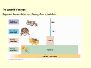 The pyramid of energy:
Represent the cumulative loss of energy from a food chain
 